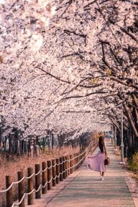 luxury cherry blossom travel guide 1