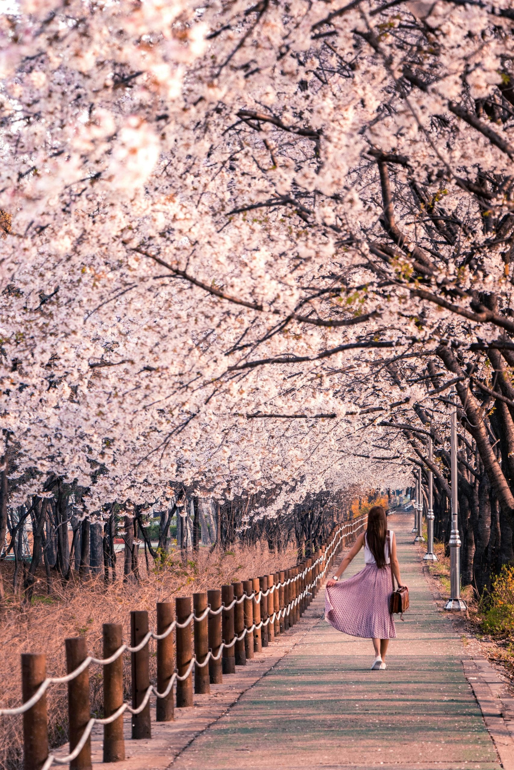 A serene street during luxury cherry blossom travel