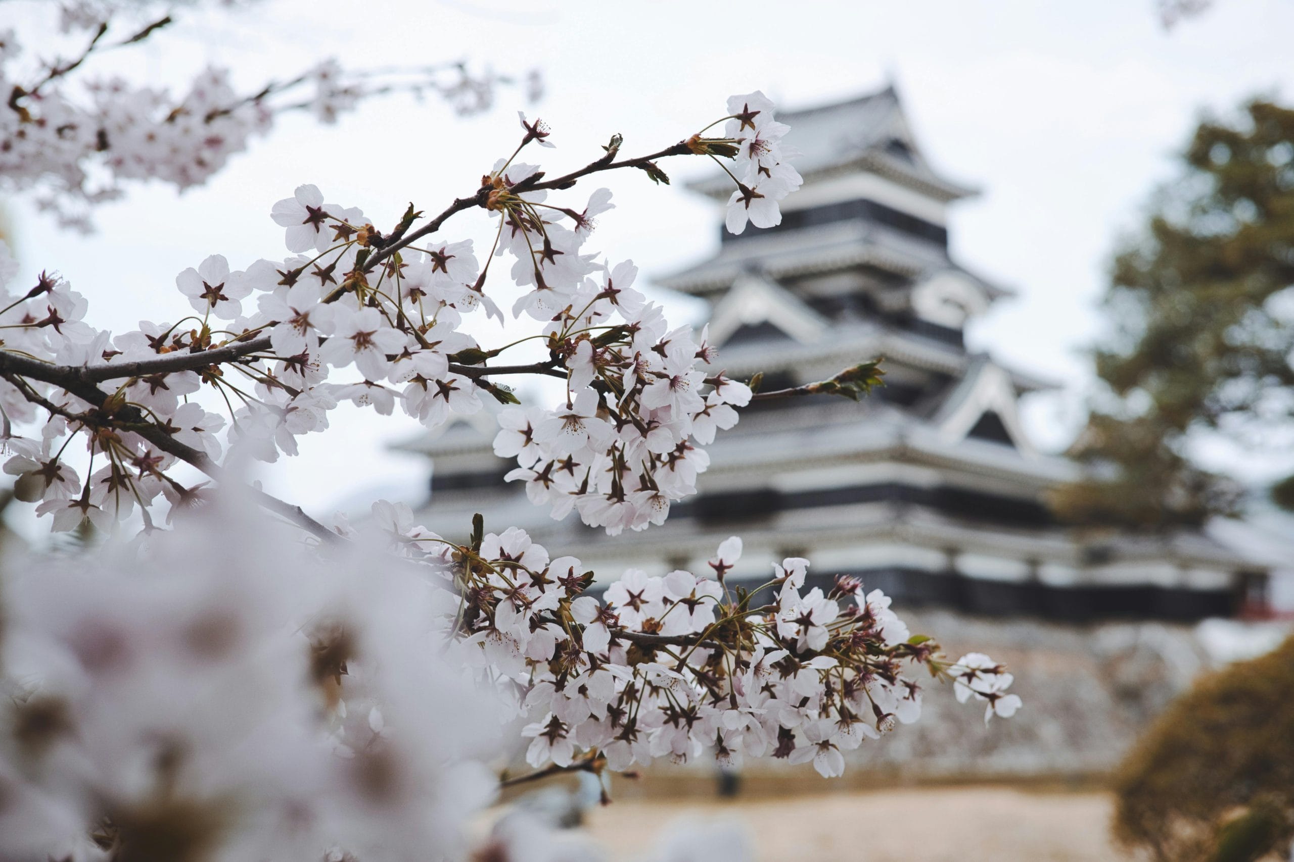 A serene street during luxury cherry blossom travel