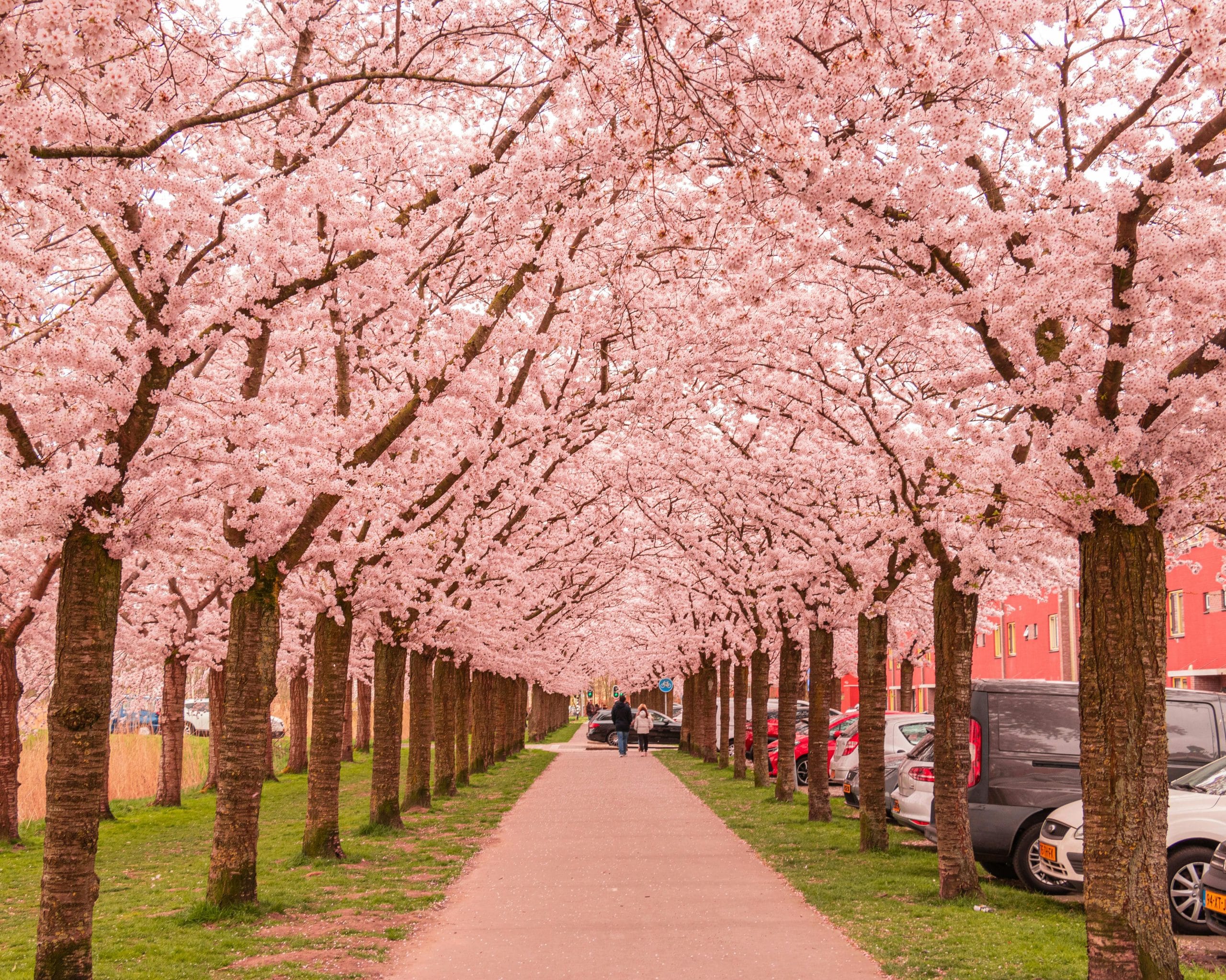 A serene street during luxury cherry blossom travel