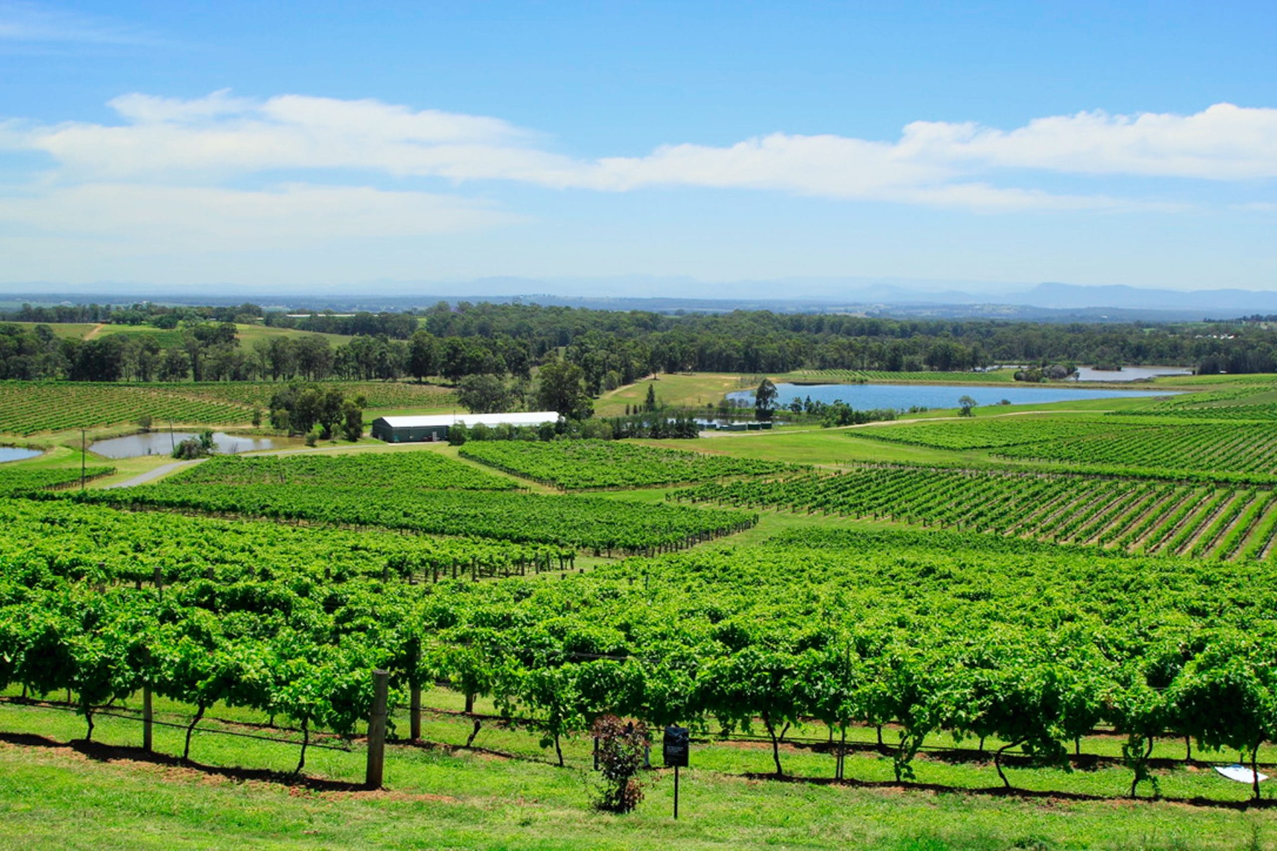 A luxurious vineyard landscape in Hunter Valley as featured in our Hunter Valley city guide