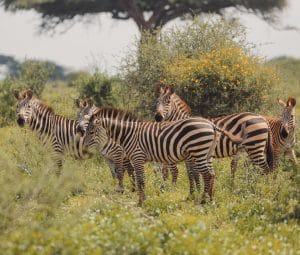 luxury safari lodges serengeti guide 1