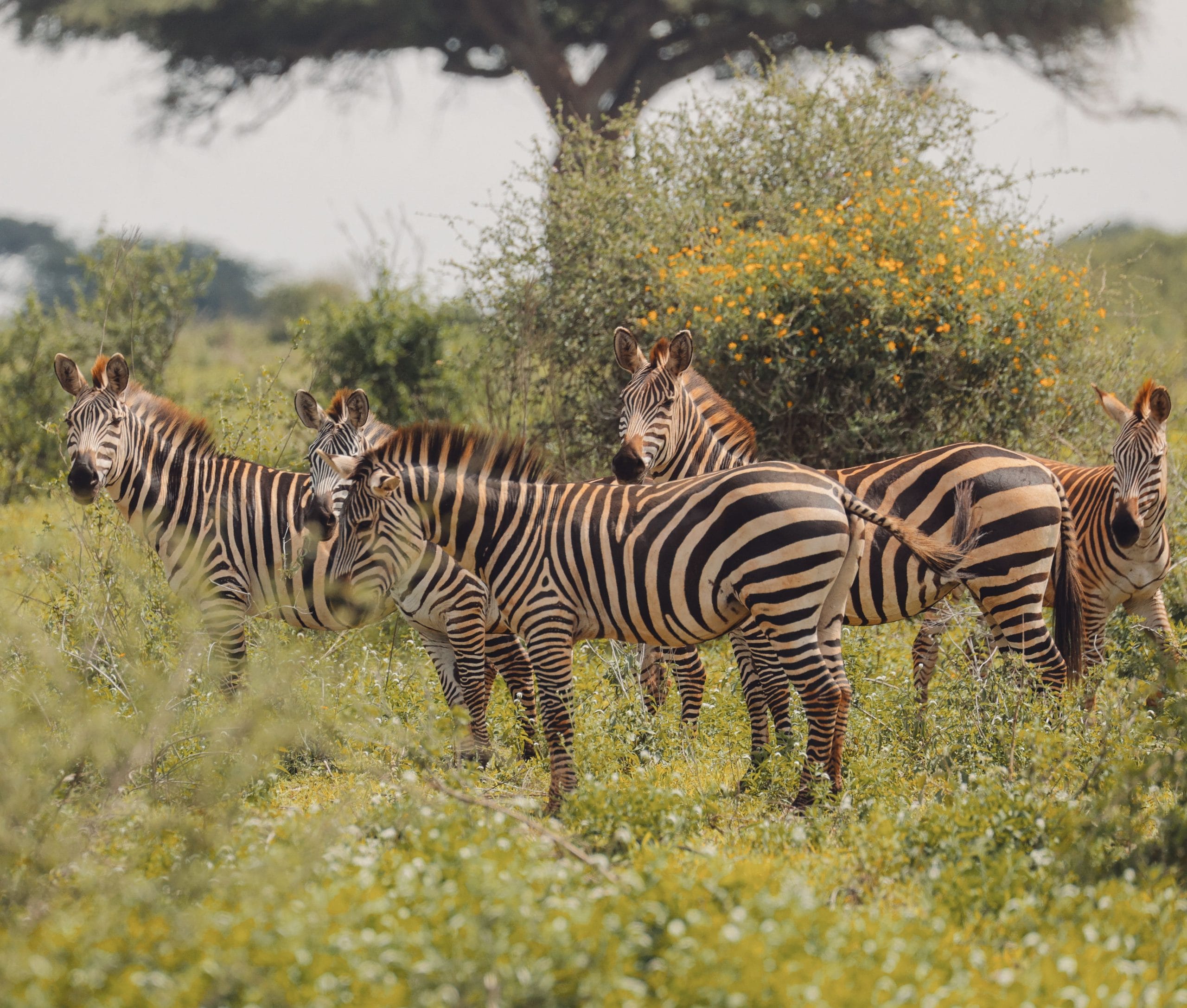 A serene view of luxury safari lodges Serengeti in Tanzania