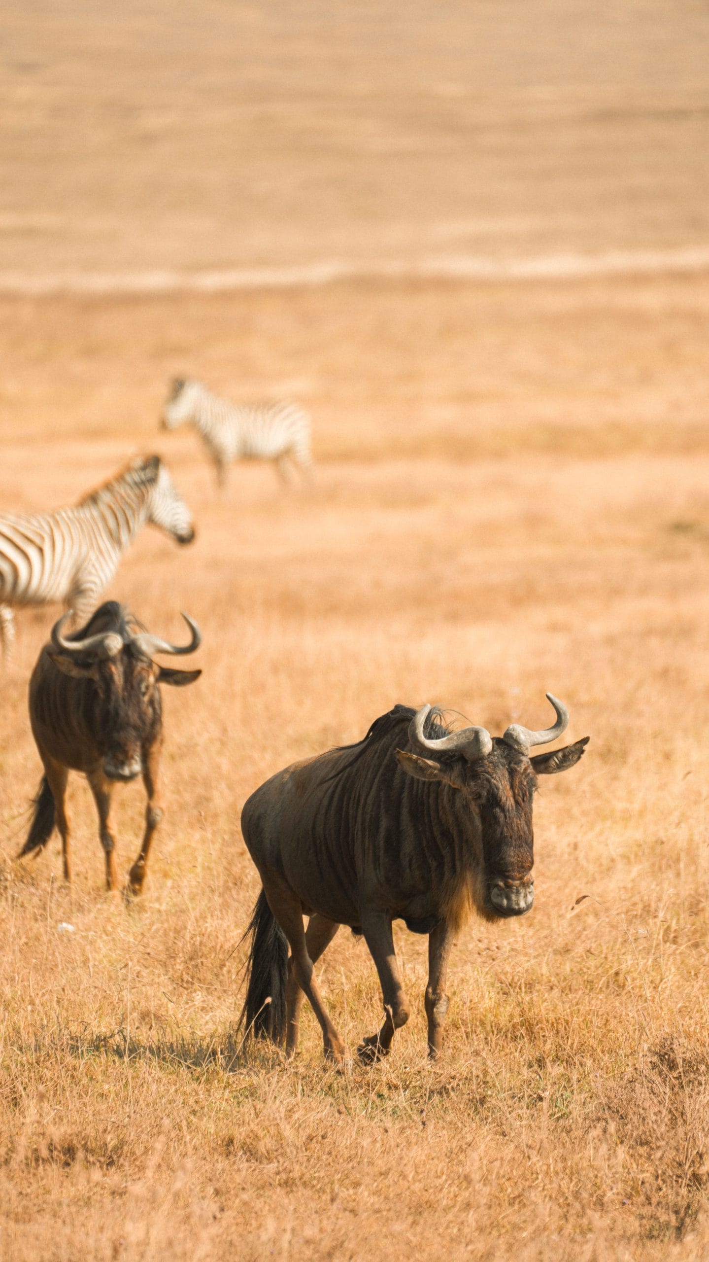 A serene view of luxury safari lodges Serengeti in Tanzania