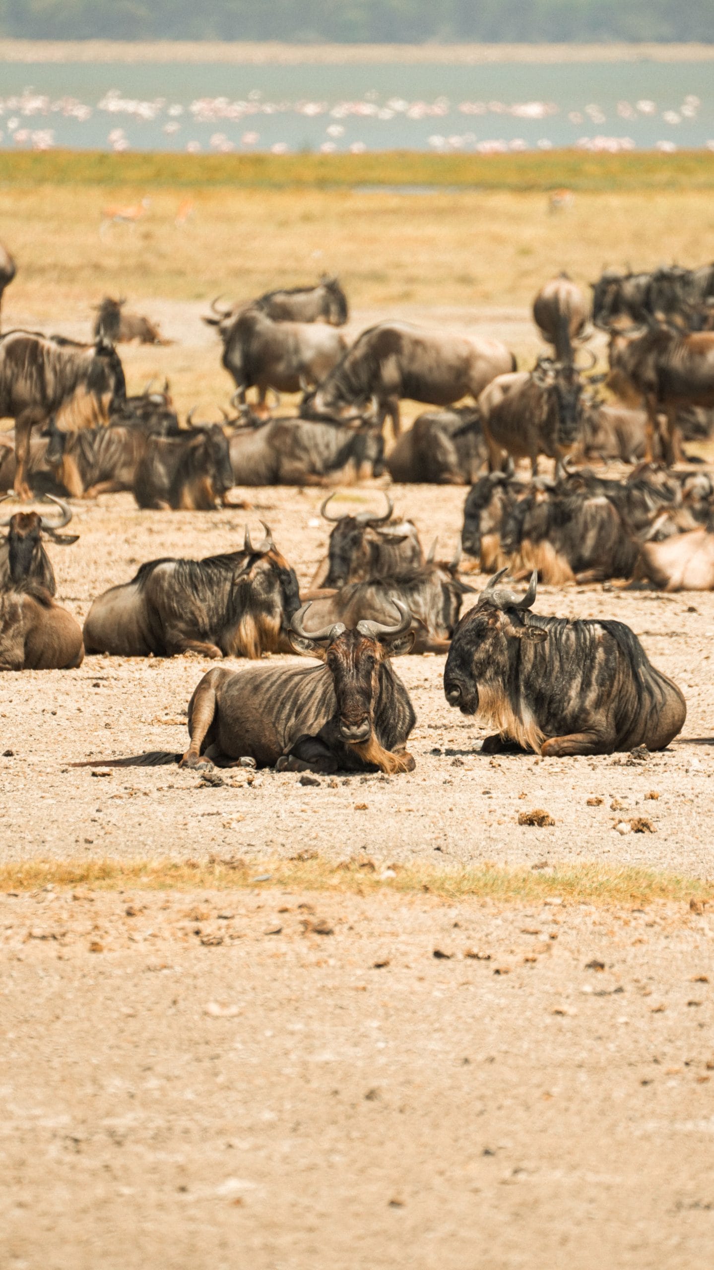 A serene view of luxury safari lodges Serengeti in Tanzania