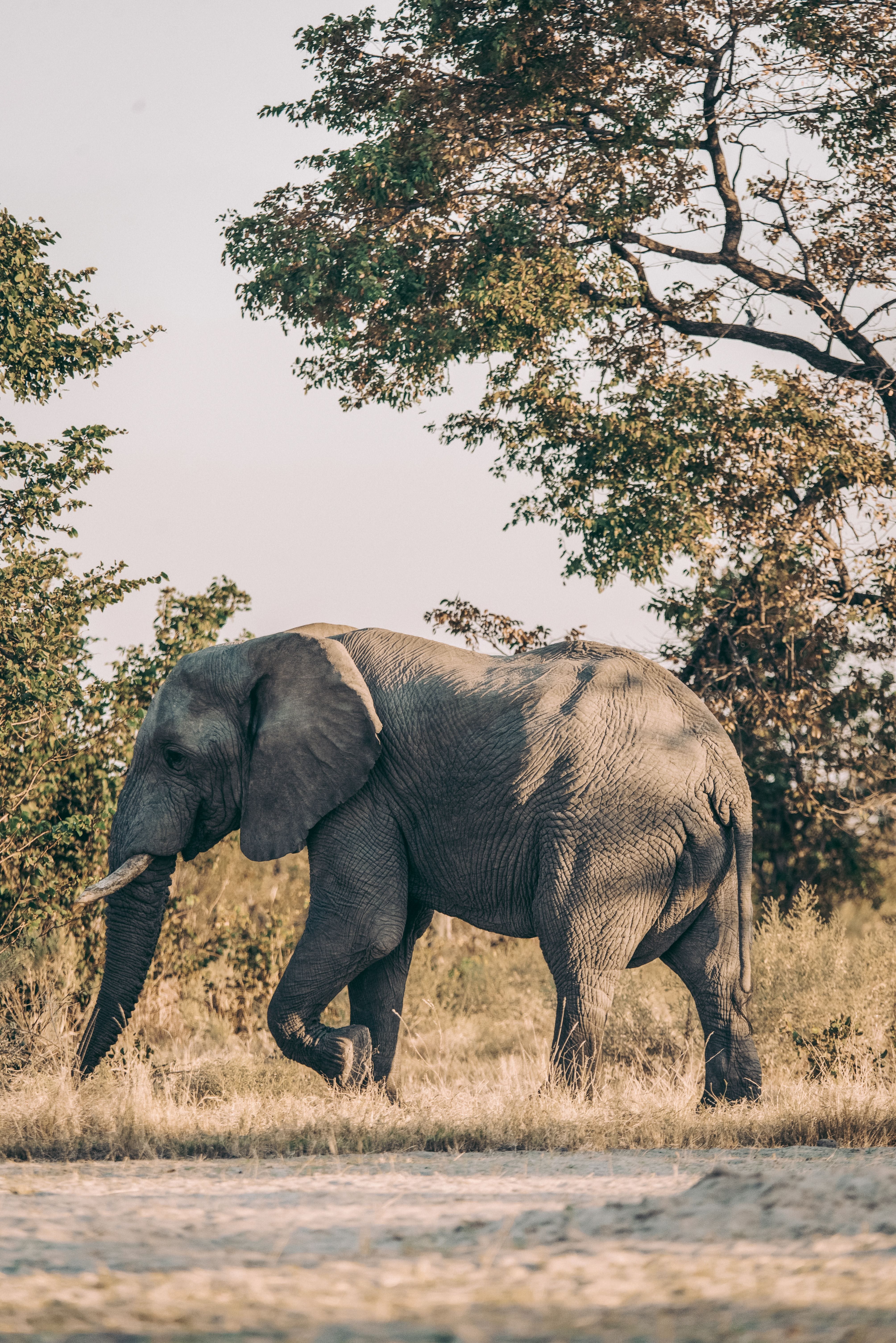 A serene landscape during a luxury Botswana escape