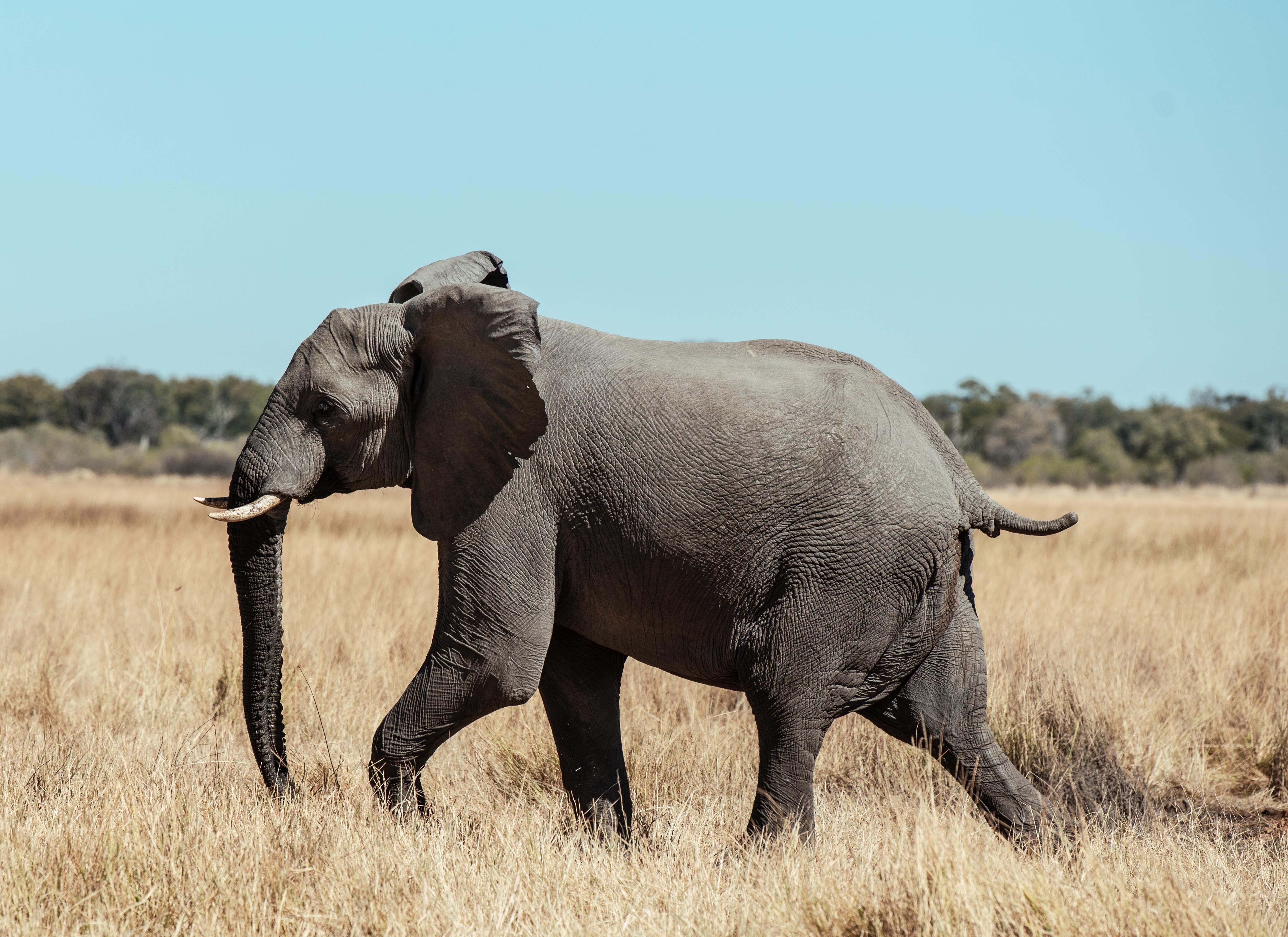 A serene landscape during a luxury Botswana escape
