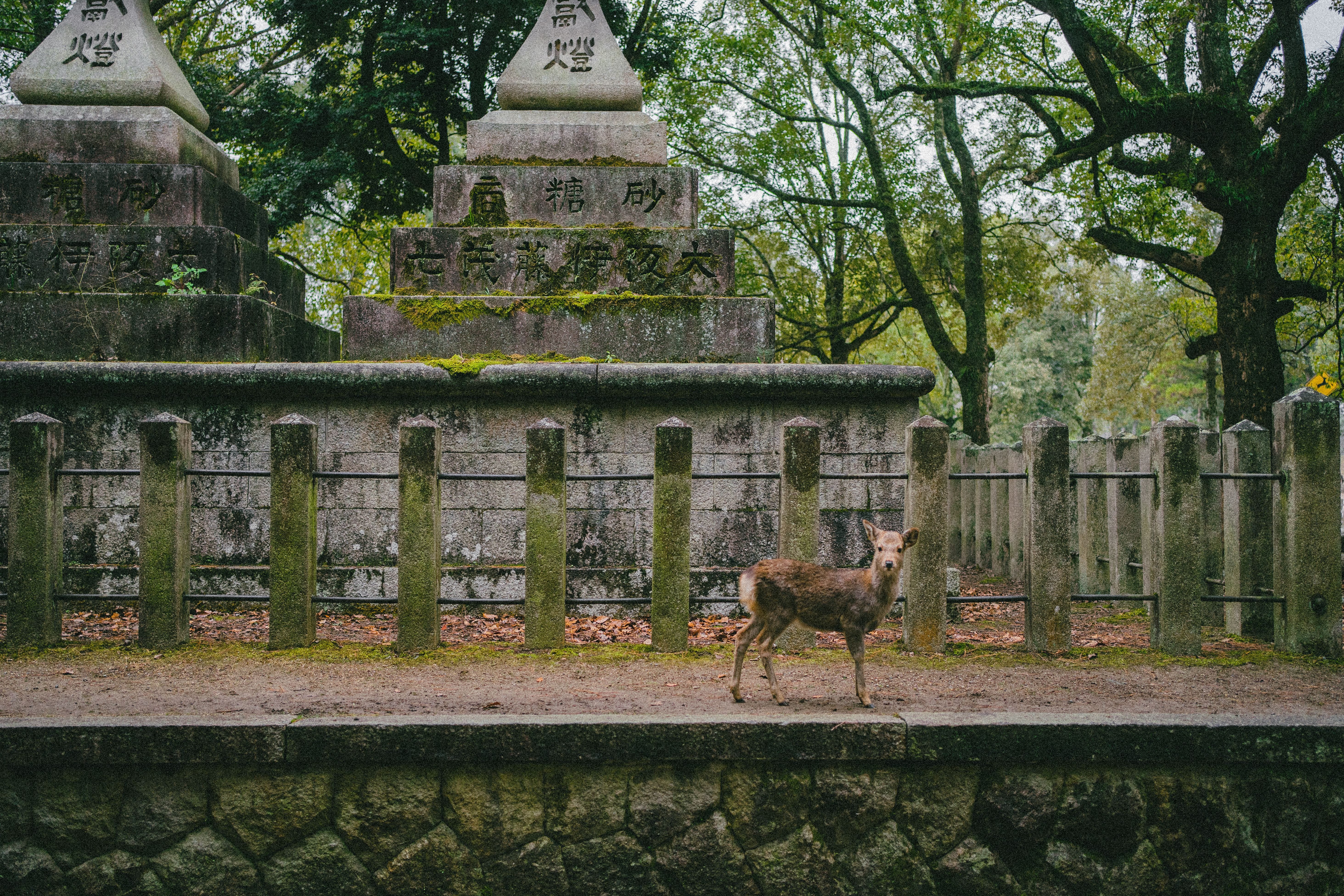 A serene view of luxury boutique stays in Nara Japan