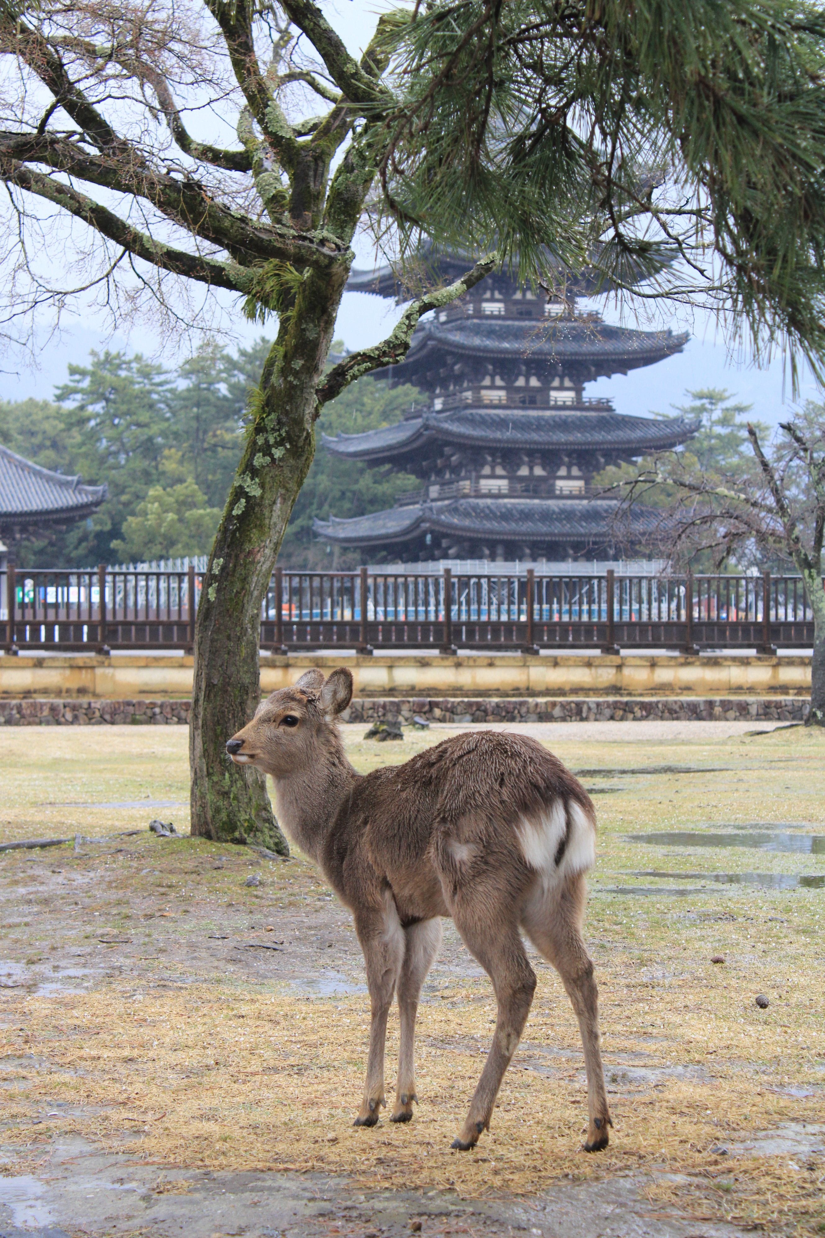 A serene view of luxury boutique stays in Nara Japan